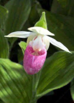 Minnesota State Flower Pink And White Lady S Slipper Unusual Flowers