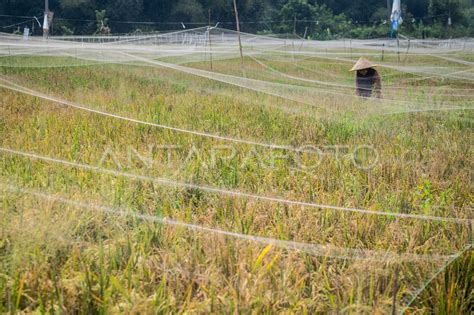 Penurunan Luas Panen Padi Di Indonesia Antara Foto