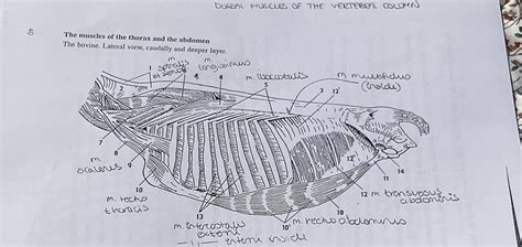 Dorsal Muscles Of The Vertebral Column The Muscles Of The Thorax And