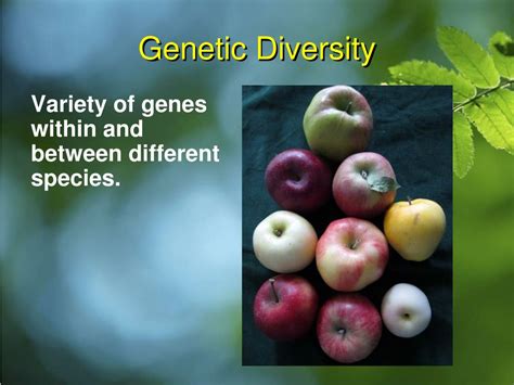 Ppt Biodiversity Powerpoint Presentation Free Download Id1395884