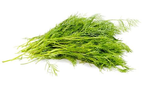 Premium Photo Fresh Dill