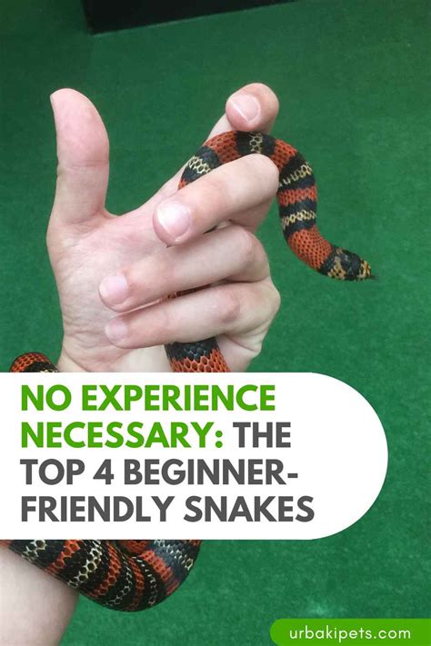 No Experience Necessary The Top 4 Beginner Friendly Snakes Urbaki Pets