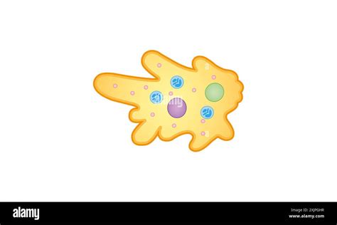 Amoeba Structure Illustration Stock Photo Alamy