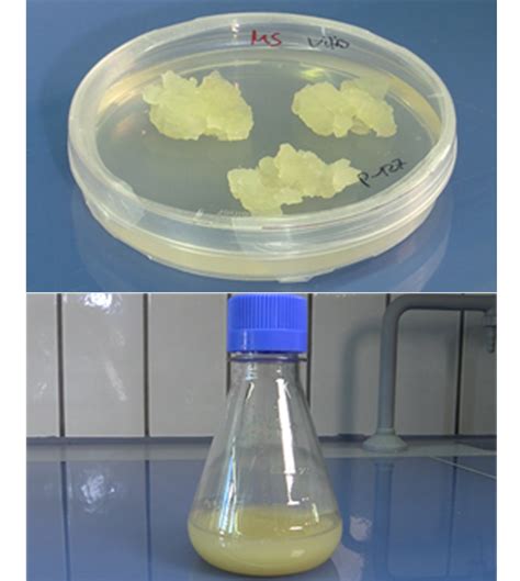 Callus Plant Cell Culture Plant Tissue Culture Definition The Term