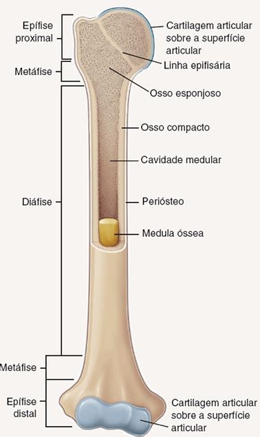Qual A Função Do Osso - Tecido ósseo | ossos