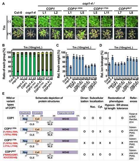 Ijms Free Full Text Constitutive Photomorphogenic 1 Enhances Er Stress Tolerance In Arabidopsis