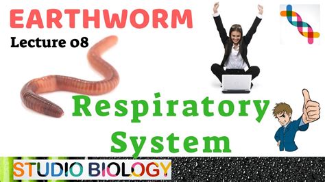 Class 11 Zoology Lectures Discuss The Respiratory System Of Earthworm 2