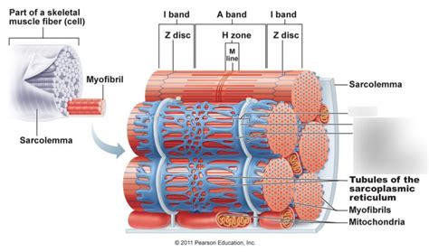 Mod 3 Muscle Movement Diagram Diagram Quizlet