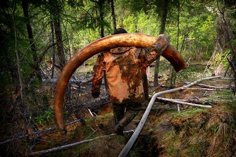 See The Tuskers Hunting Woolly Mammoths In Siberian Permafrost New