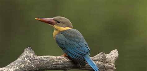 Stork Billed Kingfisher Cardamom Tented Camp