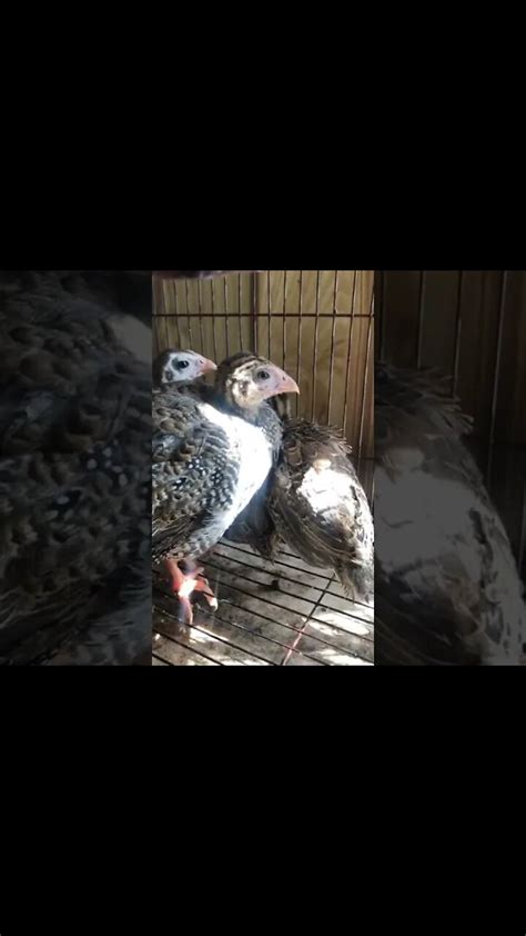 Guinea Fowl Keets Day 2 5 Weeks Old