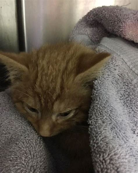 Rescuer Drove Miles To Save Kitten On Christmas Eve A Day After The