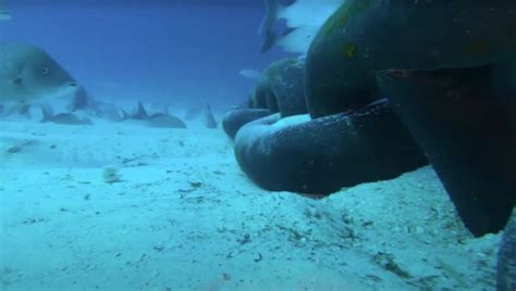 Gopro Footage Shows What Lurks Underneath A Cruise Ship And Its A