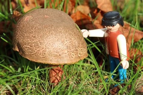 Jak poznat nejběžnější hřiby | atlas hub | jaktak.cz