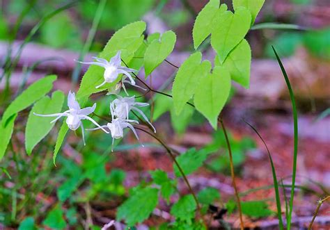 イカリソウの育て方と花や効果効能など植物の特徴をわかりやすく解説