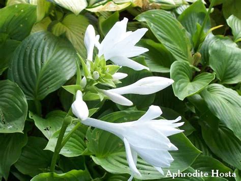 13 White Hosta Plant Rodytianah