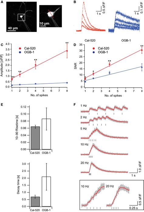 A Highly Sensitive Fluorescent Indicator Dye For Calcium Imaging Of