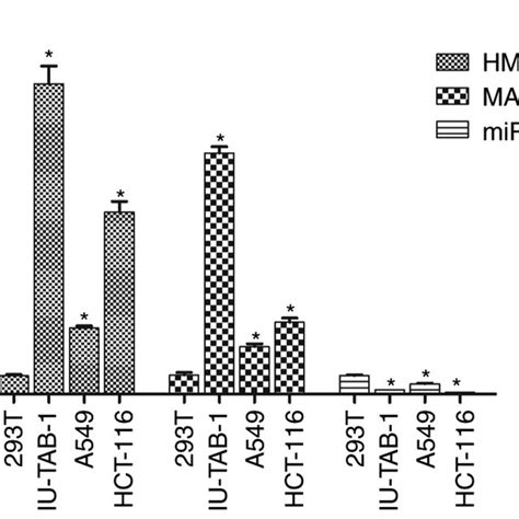 Hmga Malat And Mir P Expression Was Determined By Reverse