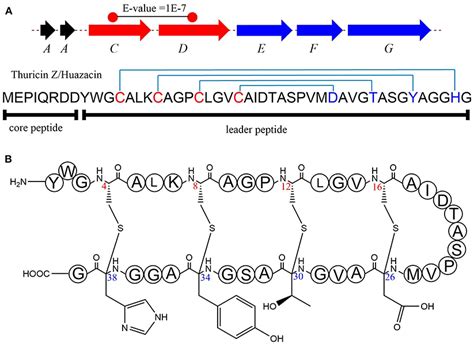 Frontiers Current Advancements In Sactipeptide Natural Products