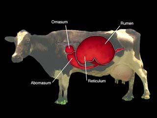 Dairy Cow Anatomy-4D