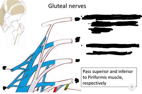 Gu Anatomy Lecture Diagram Quizlet