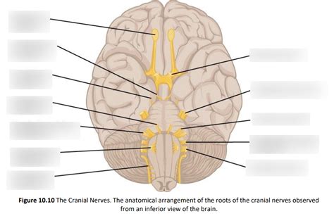 Lab 10 Cranial Nerves Diagram Quizlet