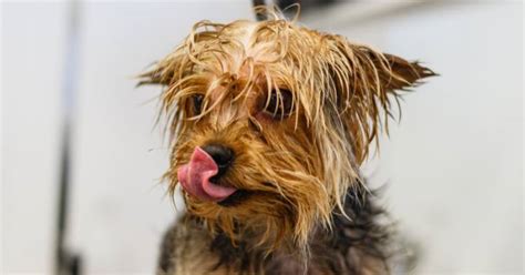 Beginner-friendly Yorkie Grooming Tips: Last Guide You’ll Ever Need