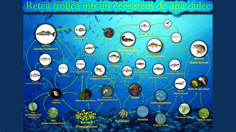 Retea Trofica Intr Un Bazin De Apa Dulce By Dima Preguza On Prezi Next