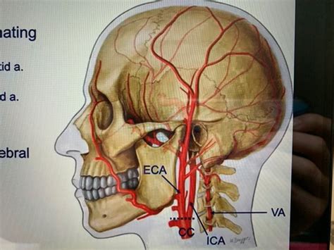 Harc Lecture Neuro Vasculature Of The Cns Flashcards Quizlet