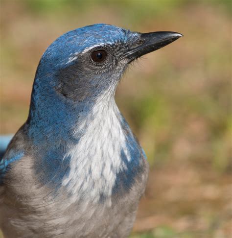 Small Birds Of The Pacific Northwest The Bird Nerd