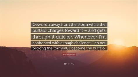 Wilma Mankiller Quote Cows Run Away From The Storm While The Buffalo