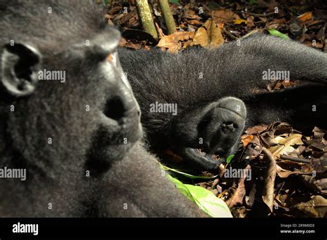 Dos Individuos De Macaco De Cresta Negra Sulawesi Macaca Nigra En La