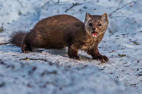 Pine Marten Teeth