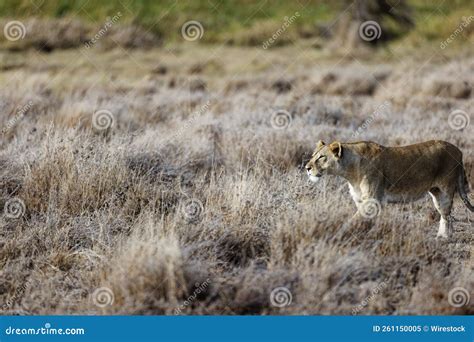 Female Lion Walking In The Grass In Lewa Conservancy Kenya Stock Image