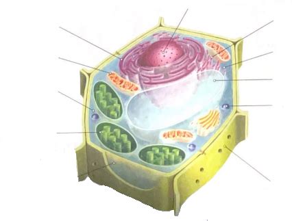 biologia komórka roślinna Diagram Quizlet