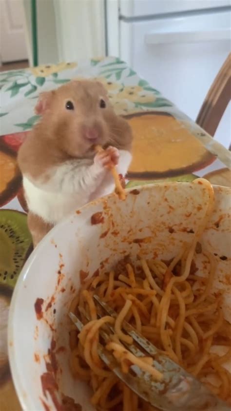 Hamster eating spaghetti : r/StevesFamily