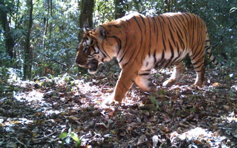 Tiger Numbers Increase In Bhutan