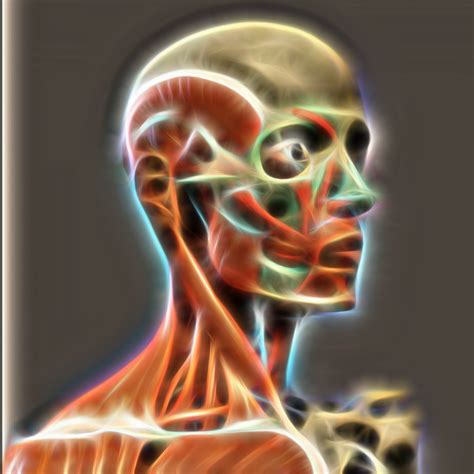 Human Anatomy 2 Free Stock Photo Public Domain Pictures