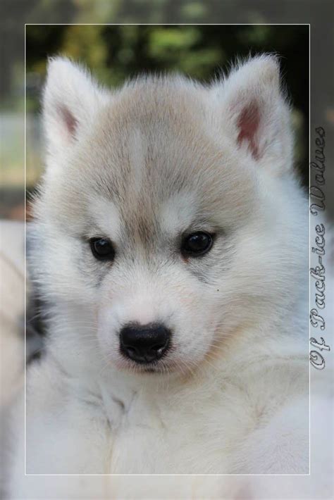 Chiot Elevage Husky Chiot Husky Vendre Eleveur Passion De Husky Lof