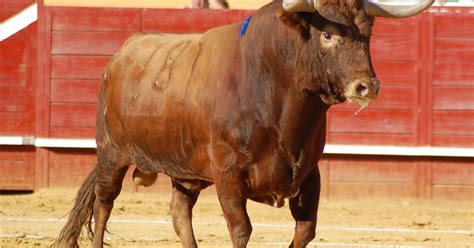 Toros Y Ovaci N Cultura Taurina Pelaje Del Toro De Lidia