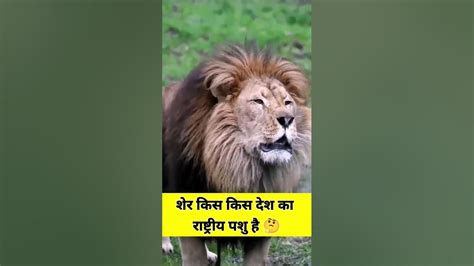 Lion Is The National Animal Of Which Country 🤔 शेर किस किस देश का