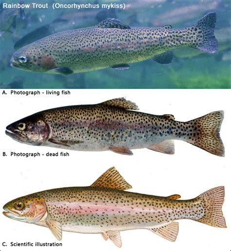 List 94 Pictures Photos Of Rainbow Trout Updated