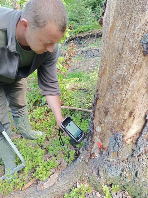 Eful De Ocol Care A F Cut Prima Marcare De Arbori Cu Tehnologie Rfid A