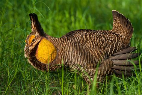 Attwater’s Prairie Chicken - The Houston Zoo