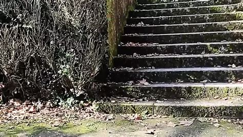 Shemale Tingxuan Masturbating In Park Hot Pants And Beautiful Legs XHamster