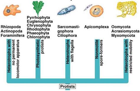 Kingdom Protista Biology4isc