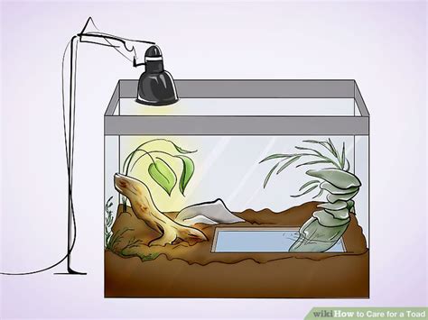 How To Care For A Toad With Pictures Wikihow