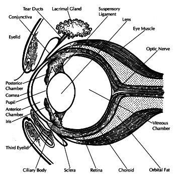 Anatomy of the Horse's eye | Horse anatomy, Horse and human, Horses