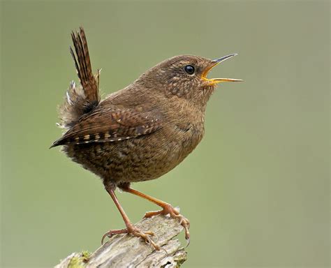 What Birds Can Hear in Songs | BirdNote