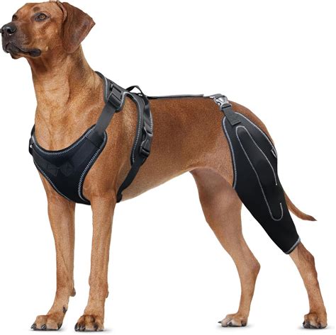 Amazon.com : LISPOO Dog Knee Brace for Torn Acl Hind Leg,Dog Leg Braces ...